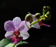 Phalaenopsis Liu's Berry