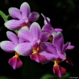 Phal. Anna Larati Soekardi x Tying Shin Jaguar