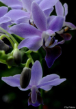 Phalaenopsis Purple Gem 'Blue'