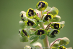 Euphorbium Blüte