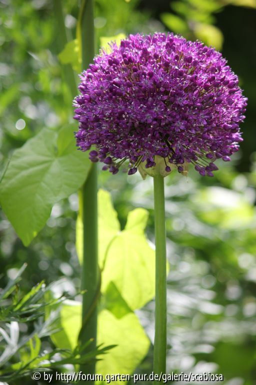 Allium