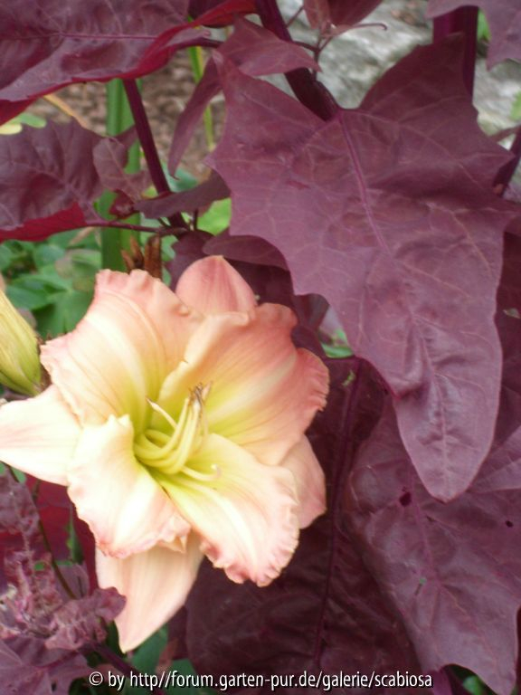 Rote Melde und Taglilie