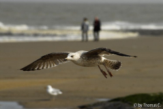 Belgien: Möwen 02