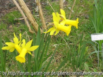 NarzissusCyclamineus.jpg