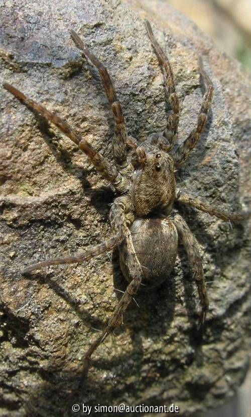 Spinne 2006 I