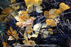 Ophiopogon unter Ginkgo