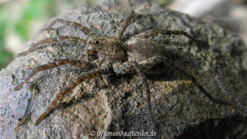 Spinne 2006 II