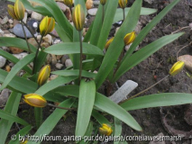 Tulipa.nuevestruevae.jpg