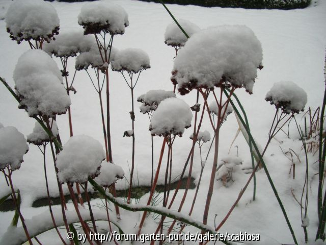 Sedum 12.12.12
