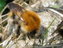 Hummel I