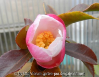 Versicolor 2012.jpg