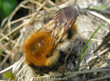 Hummel II