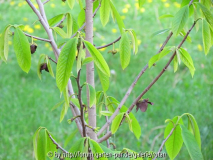 IMG_1331a.jpg