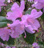 Unbekannte Pflanze - Blüte