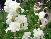 Tall bearded Iris, Beetausschnitt