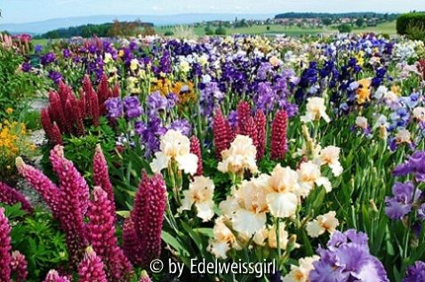 Irisgarten Cressier/CH