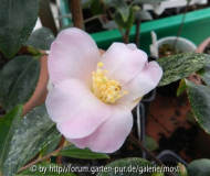 fairy blush 2012.jpg