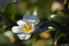 C.caudata