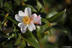 C.caudata