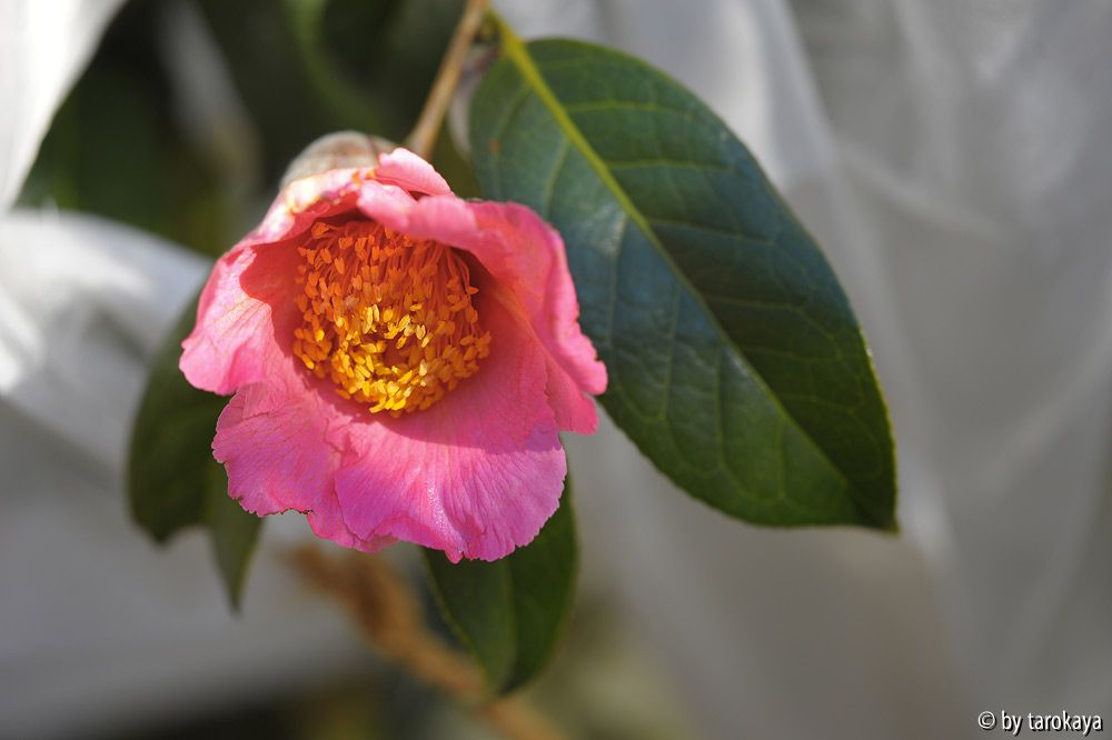 pink granthamiana 12/12