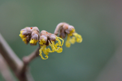 ´Pallida´ 22.Dez.2012