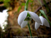 Galanthus 'Faringdon Double' 24. 12. 201