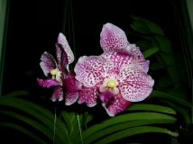 Vanda