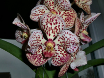 Vanda