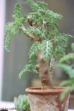Pelargonium sp.