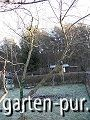 Pfirsichbaum, ungeschnitten