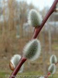Salix acutifolia Blue Streak