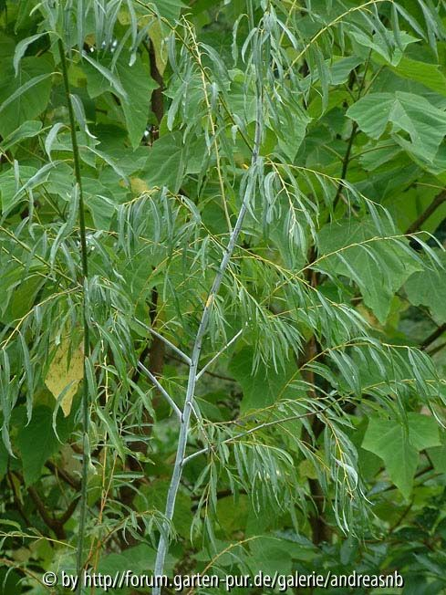 Salix acutifolia Blue-Streak - August2010