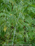 Salix acutifolia Blue-Streak - August201