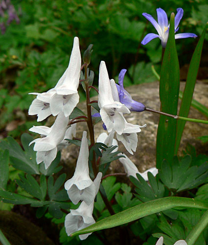 Corydalis ornata