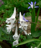 Corydalis ornata