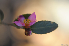 C.puniceiflora12