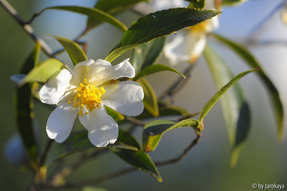 C.miyagii12