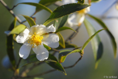 C.miyagii12