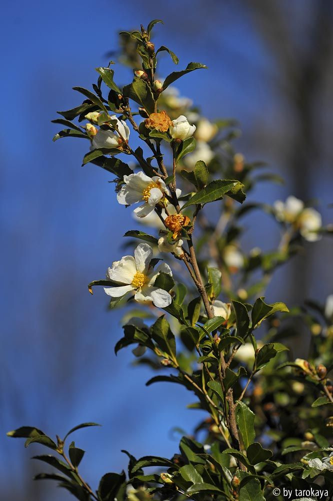 C.miyagii zweig