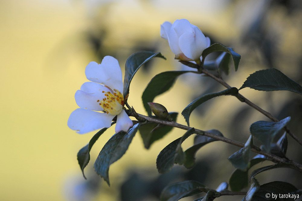 C.grijsii12