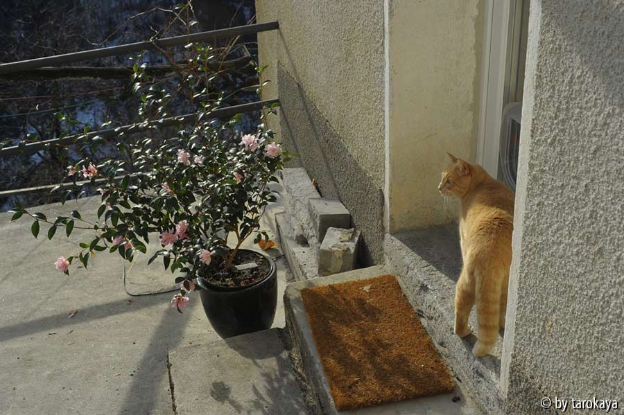 peaches and cream sitzplatz