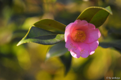 november pink12