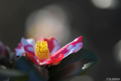 kamakura shibori