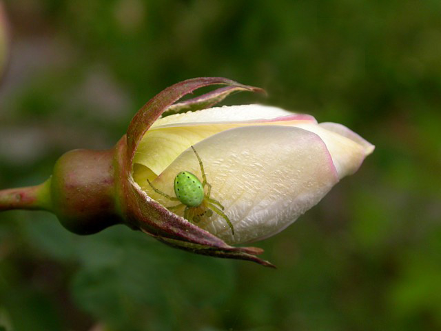 White Spinne