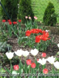 Tulpe Test.jpg