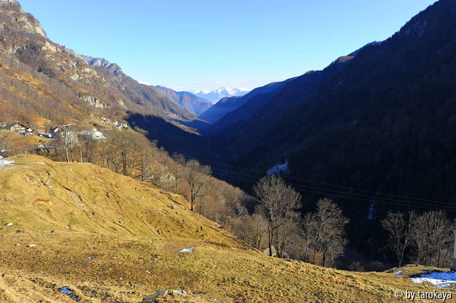 comologno