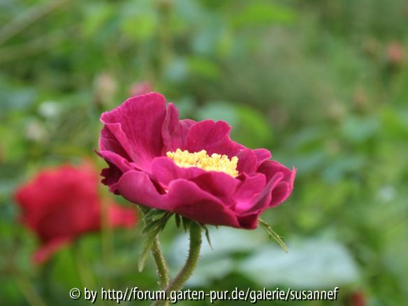 Violacea