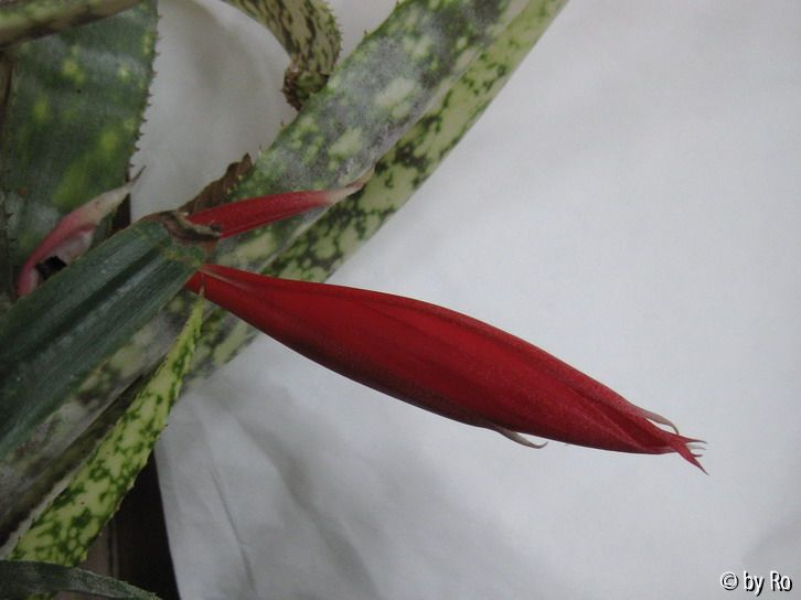 Billbergia 