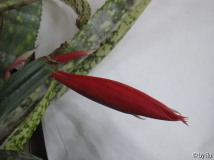 Billbergia 'Fascinator' Knospe