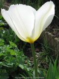 Tulpe neu.jpg